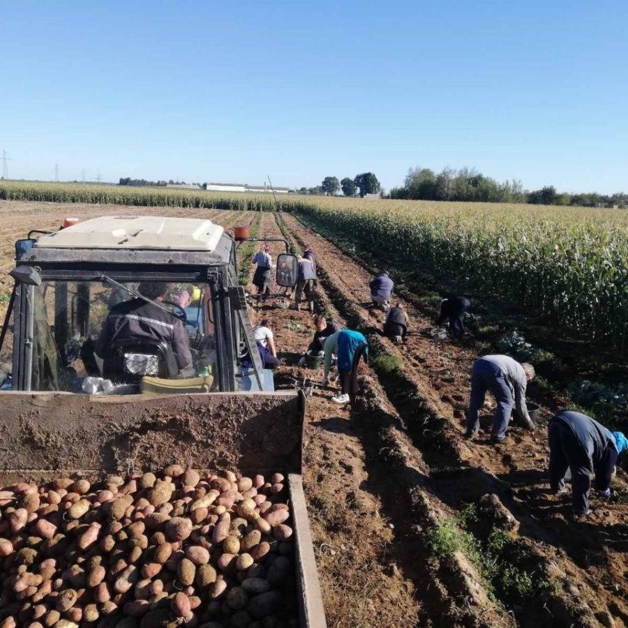 Трудовой десант: помощь в сборе урожая картофеля